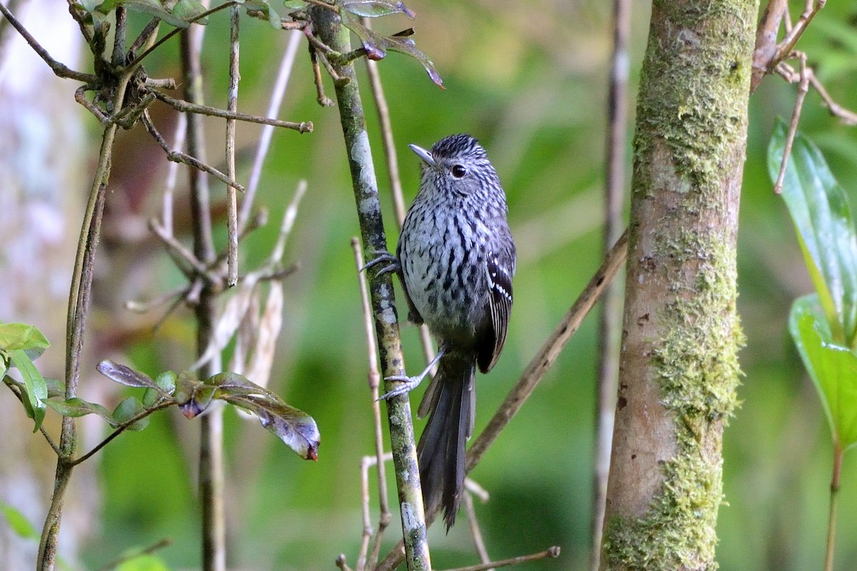 Dusky-tailed Antbird - ML391070581