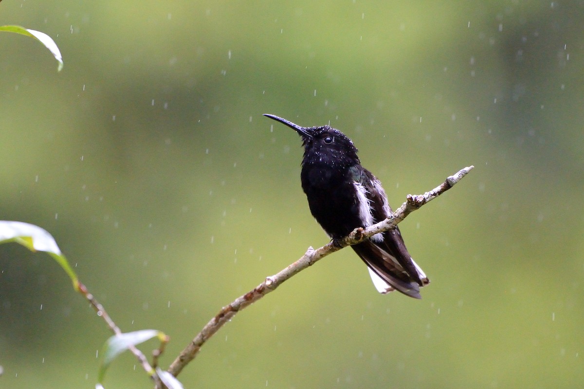 Colibrí Negro - ML391072491