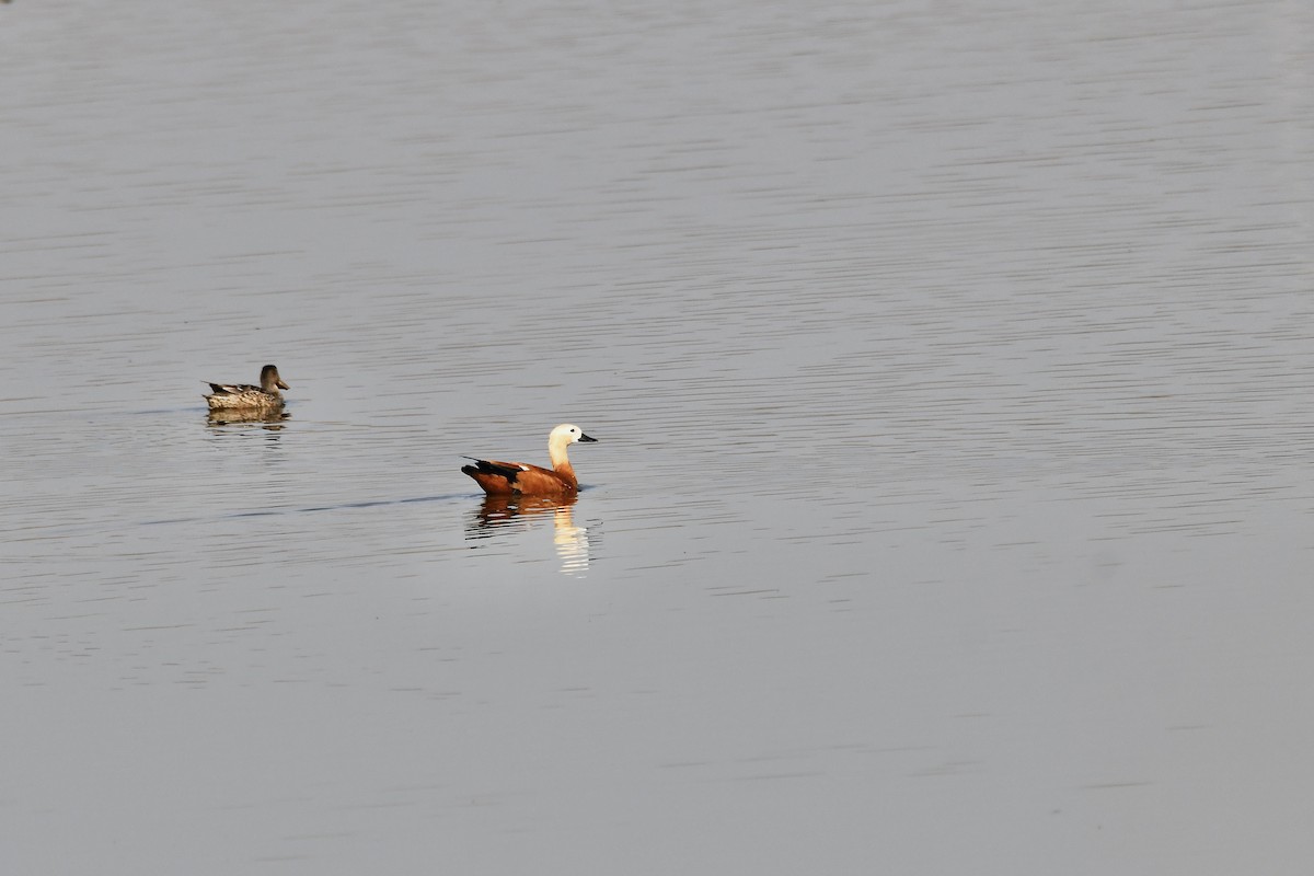 Ruddy Shelduck - ML391072511