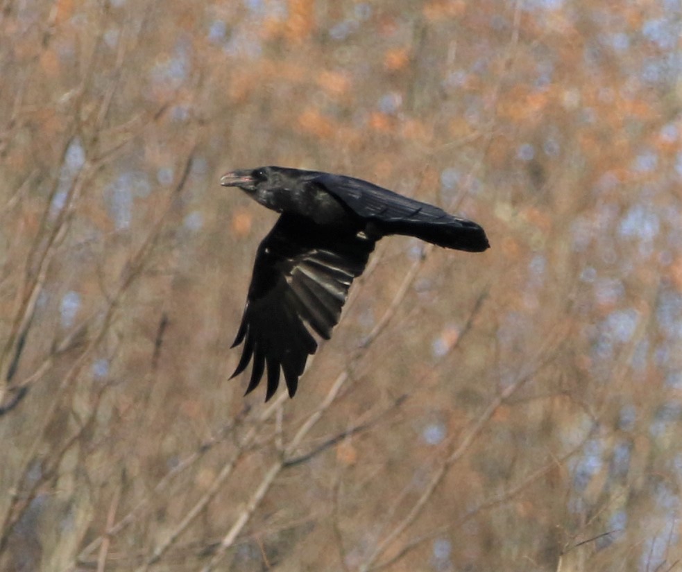 Common Raven - ML391072691