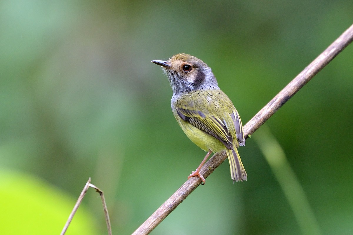 Eared Pygmy-Tyrant - ML391072741