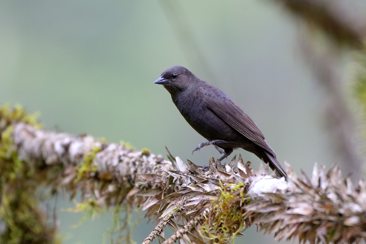 Shiny Cowbird - ML391072831