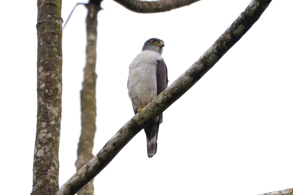 Rufous-thighed Kite - ML391073331