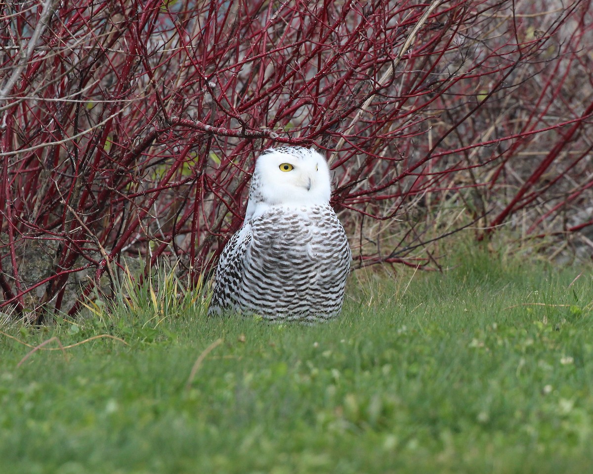 Snowy Owl - Becky Harbison