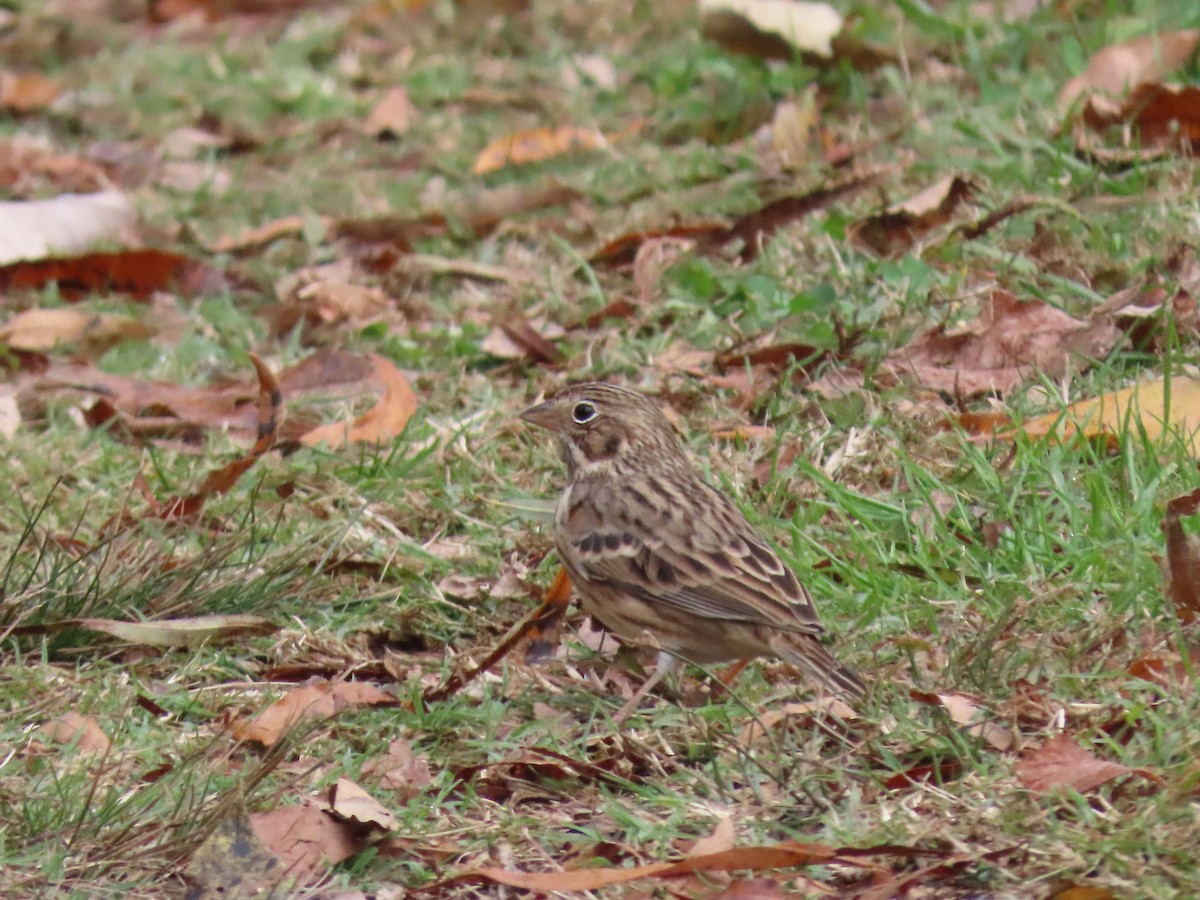 Vesper Sparrow - ML391078291