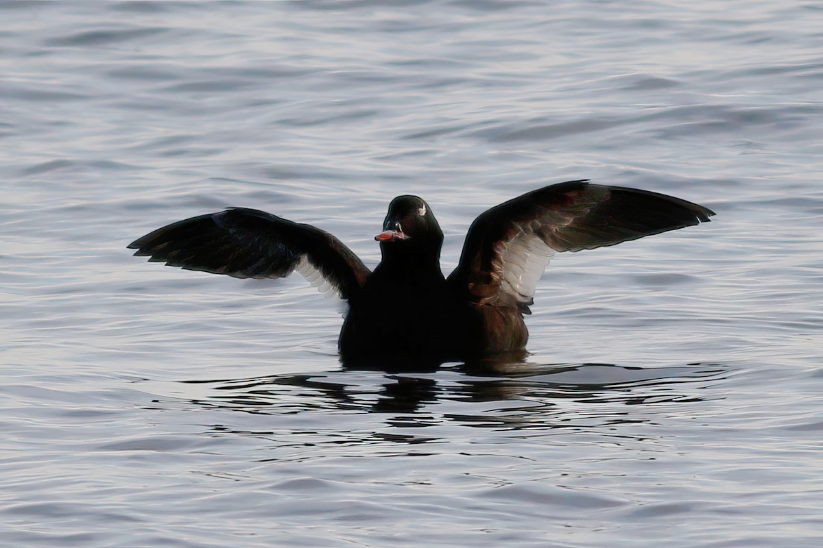 White-winged Scoter - Gary Jarvis