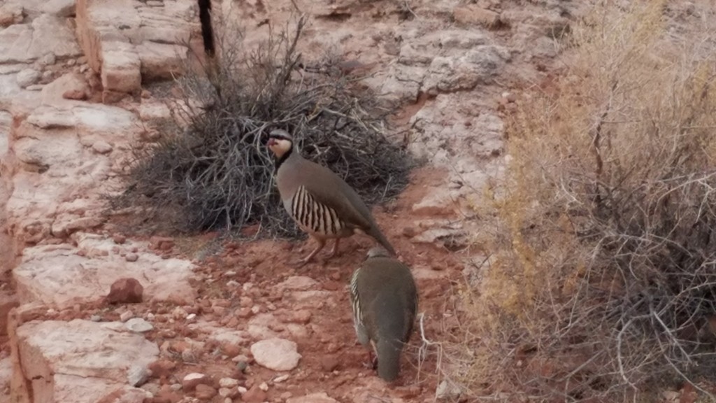 Chukar - ML391081781