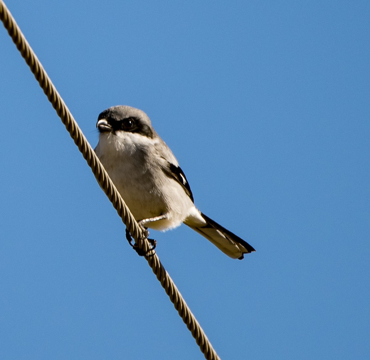 Loggerhead Shrike - ML391081841