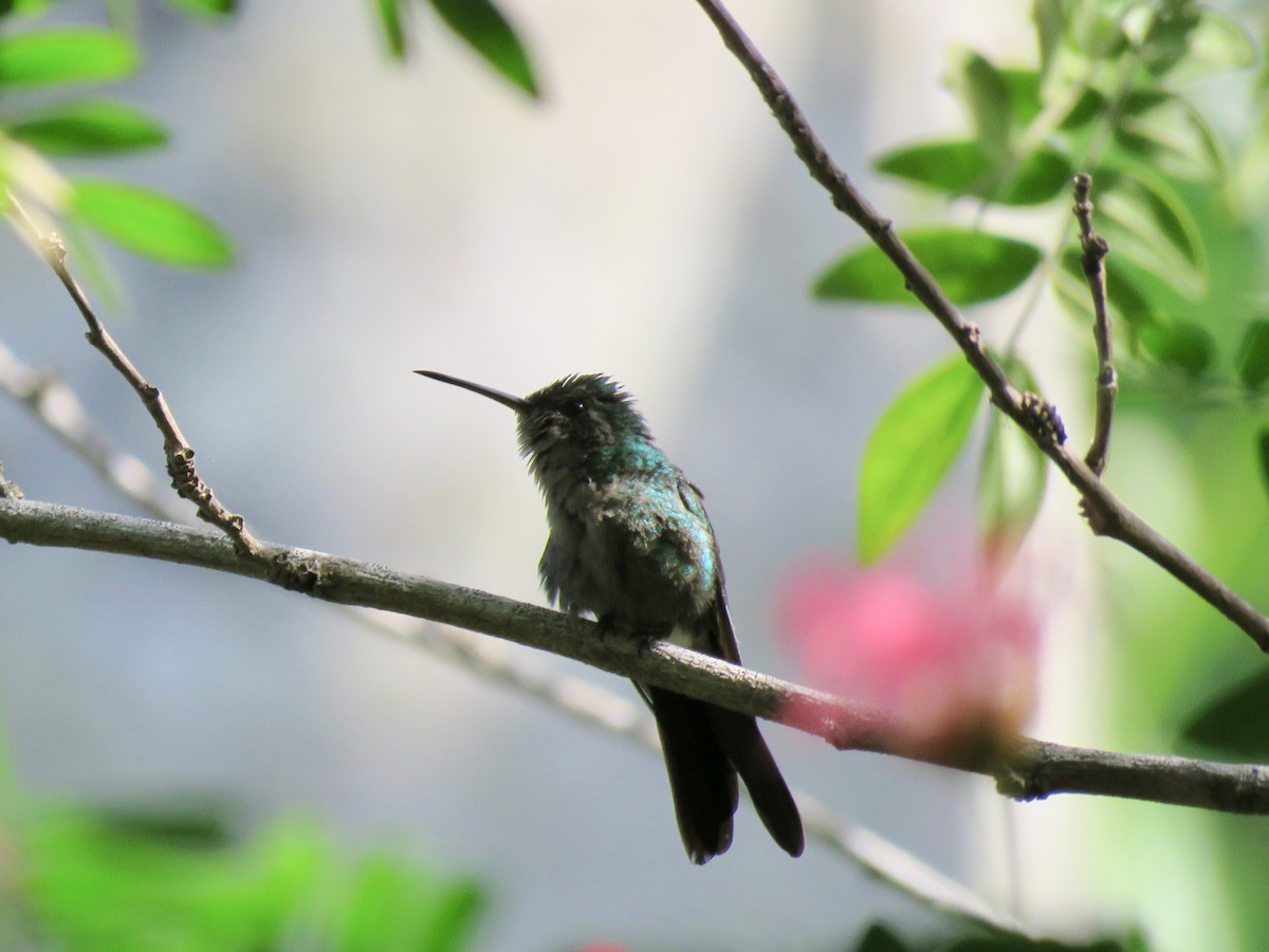 Cuban Emerald - ML391083071