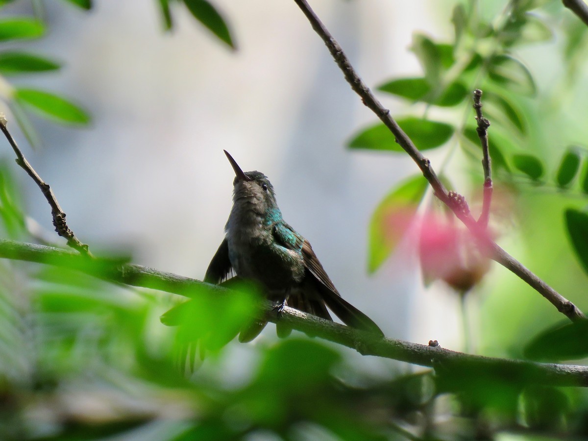 Cuban Emerald - ML391083101