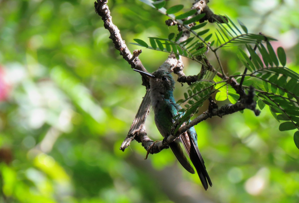 Cuban Emerald - ML391083211