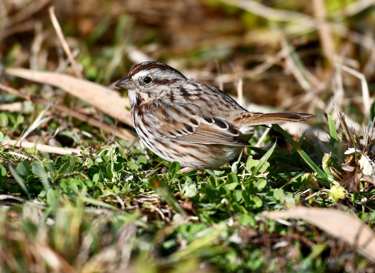 Song Sparrow - ML391083621