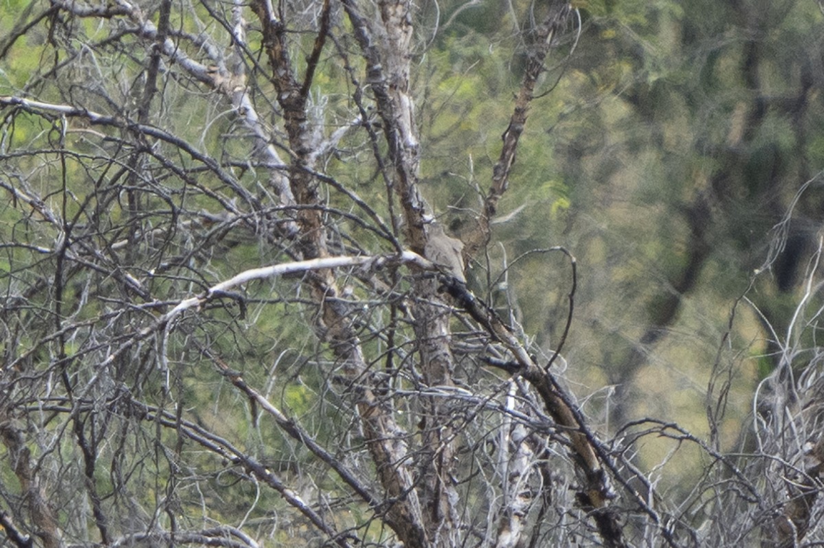 Common Ground Dove - ML391083821