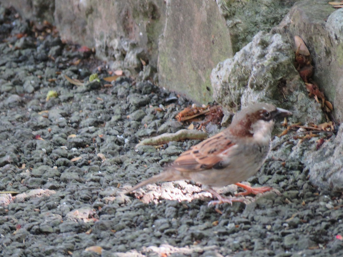 House Sparrow - ML391083991