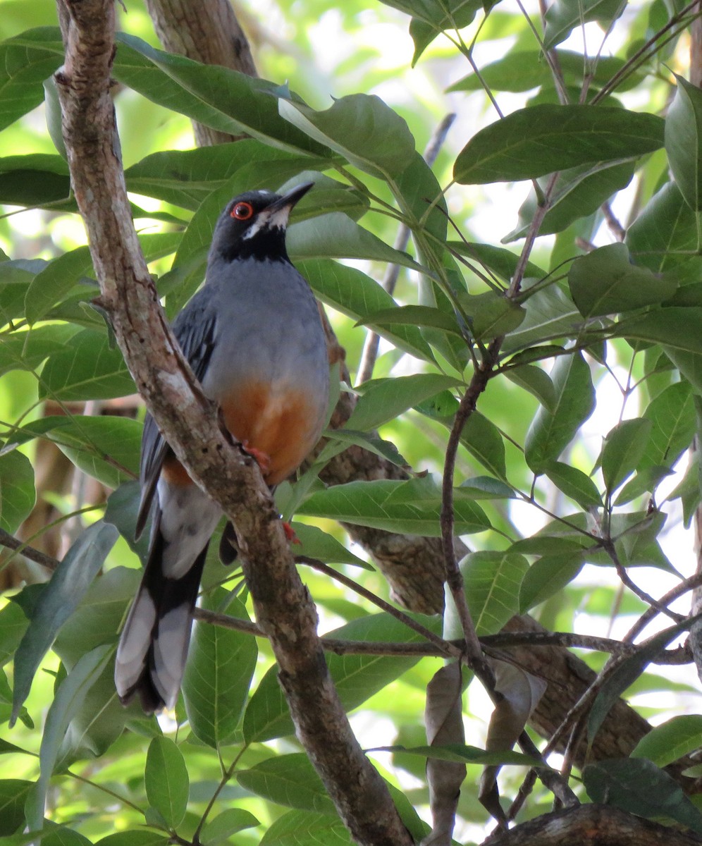 Red-legged Thrush - ML391084031