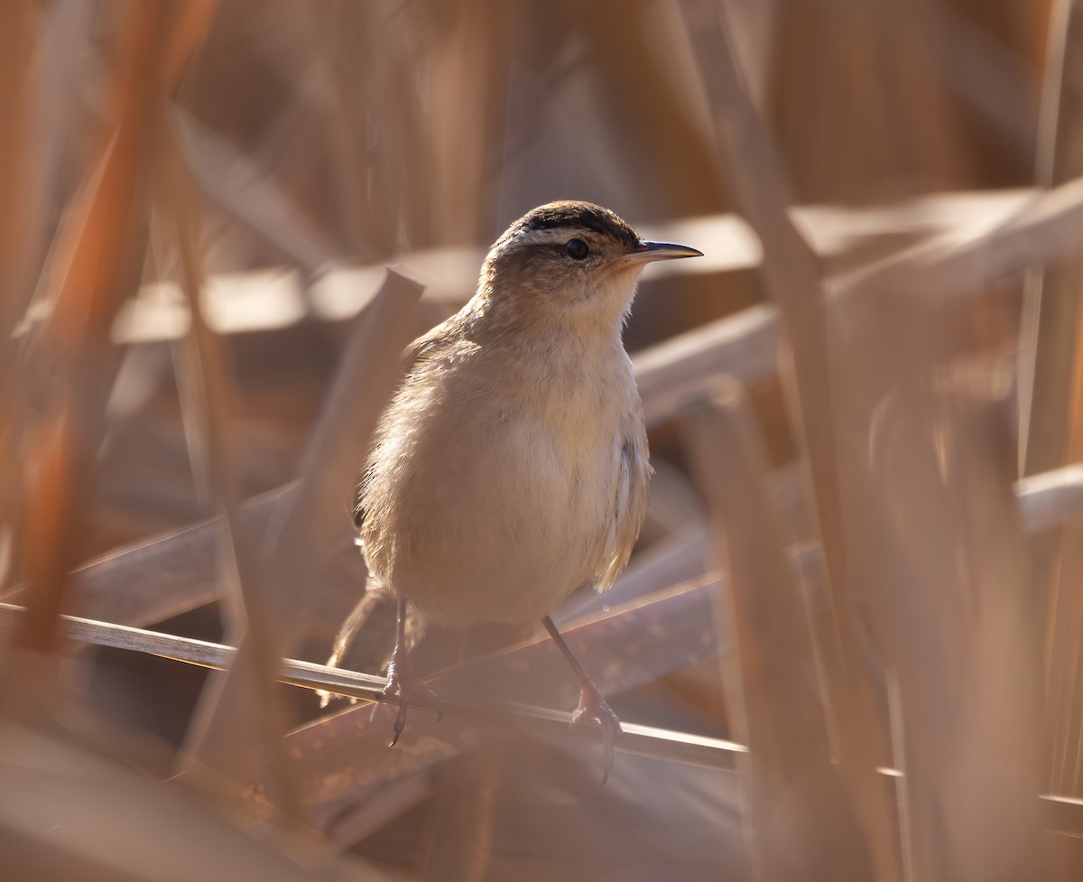 Marsh Wren - Josh Cooper