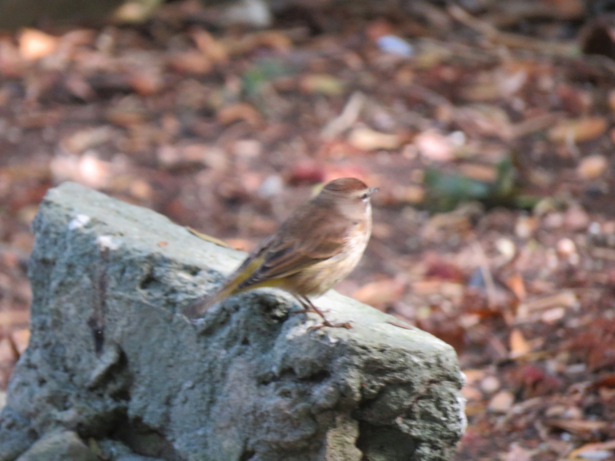 Palm Warbler - ML391084491