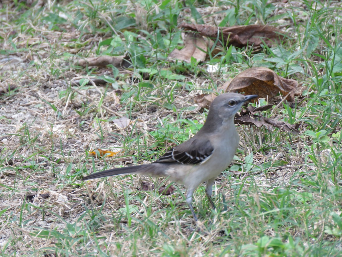 Northern Mockingbird - ML391084691