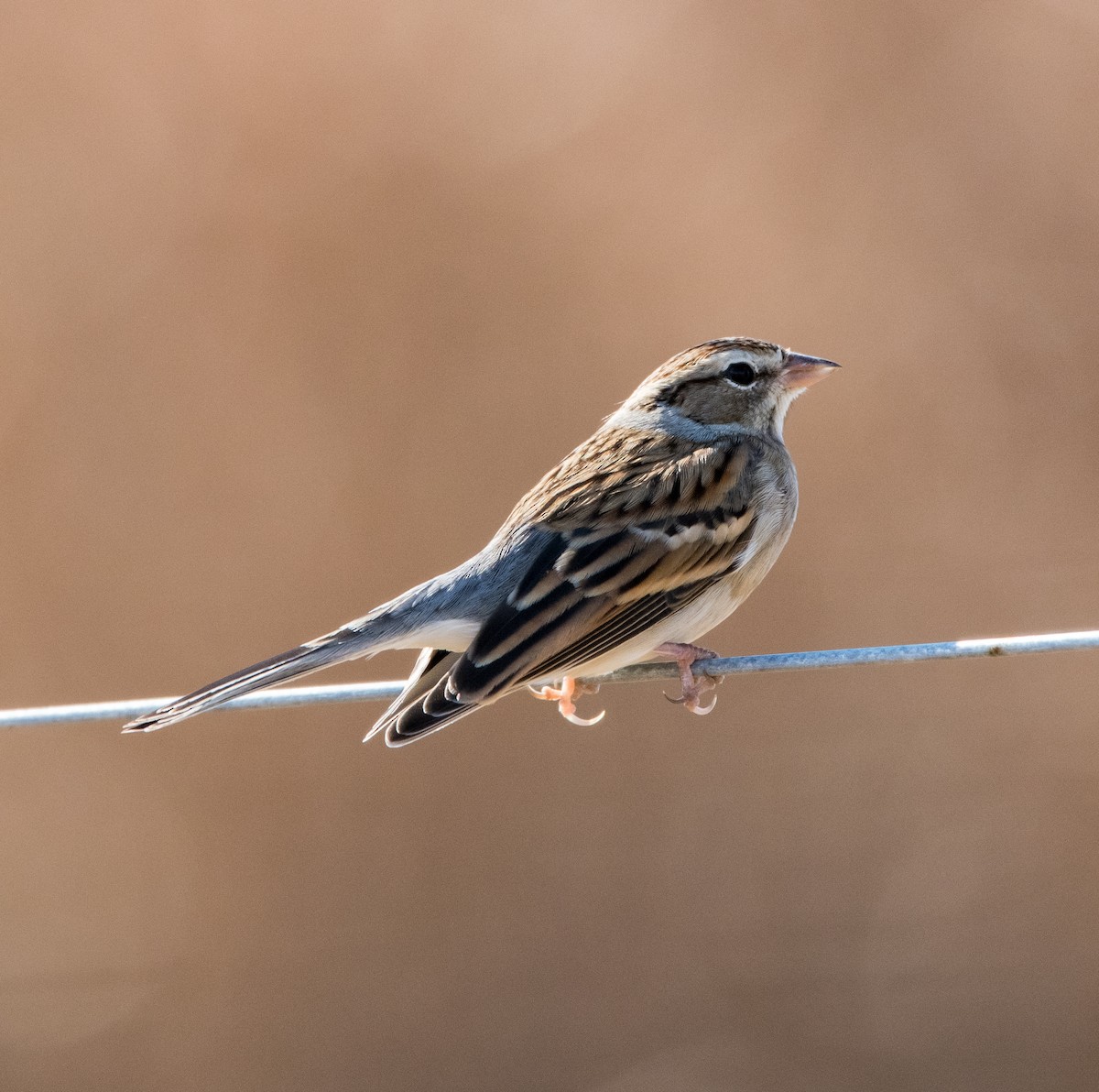 Chipping Sparrow - ML391084841