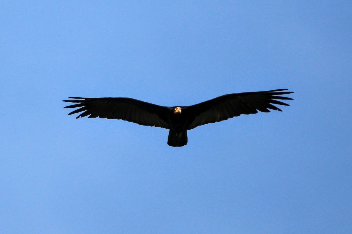 Greater Yellow-headed Vulture - Paulo Valadao