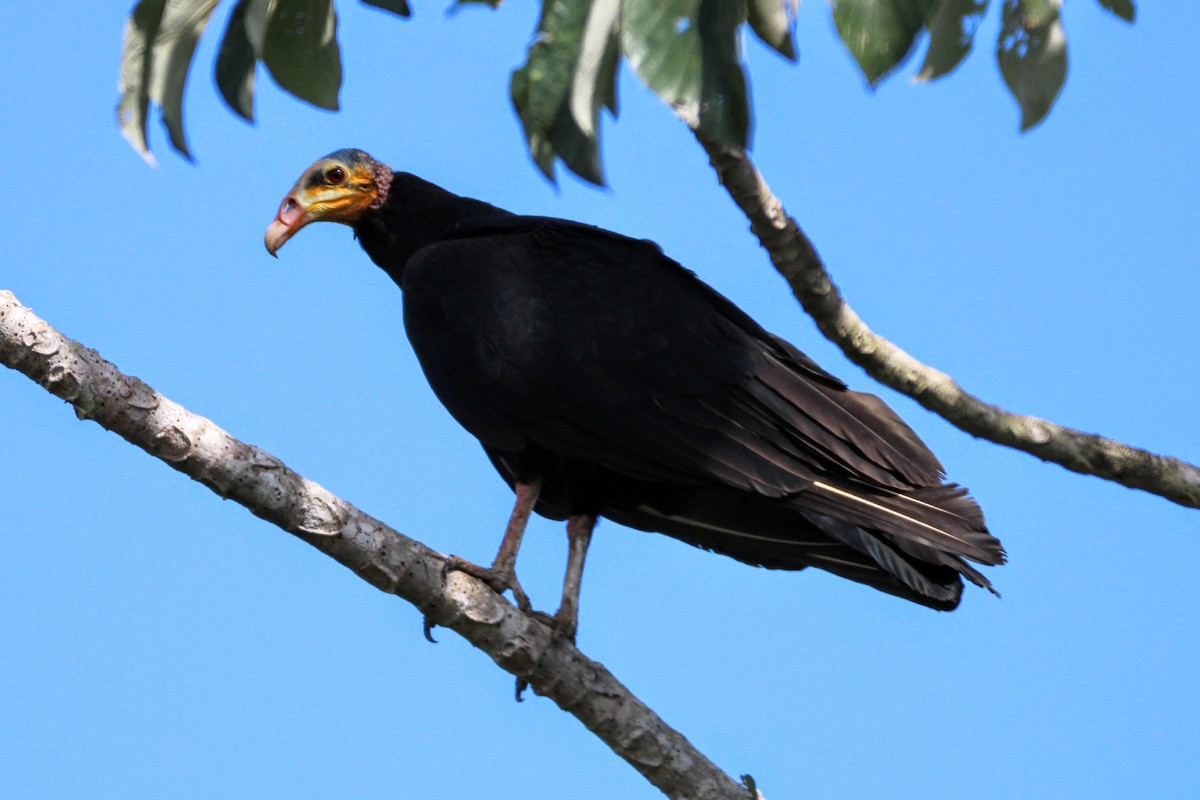 Greater Yellow-headed Vulture - Paulo Valadao