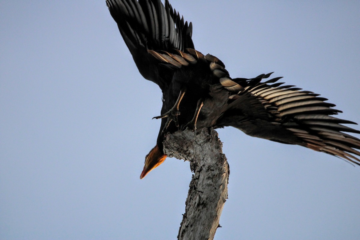 Greater Yellow-headed Vulture - ML391085801