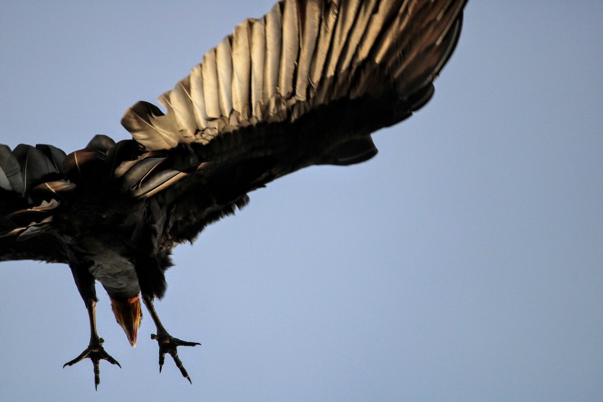 Greater Yellow-headed Vulture - ML391085841