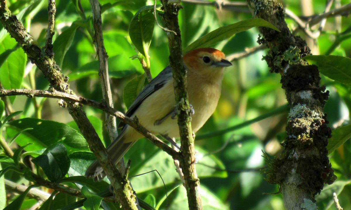 Buff-bellied Tanager - ML39108711