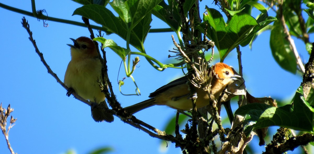 Buff-bellied Tanager - ML39108721