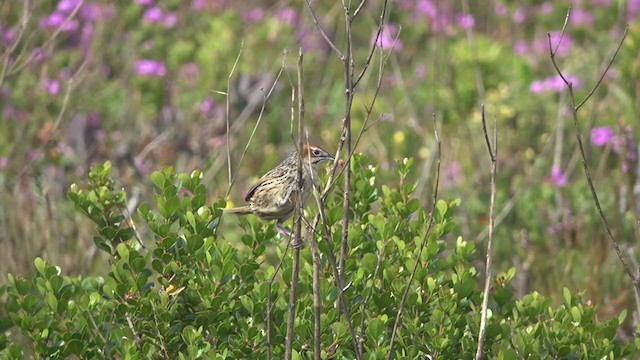 Cape Grassbird - ML391087301