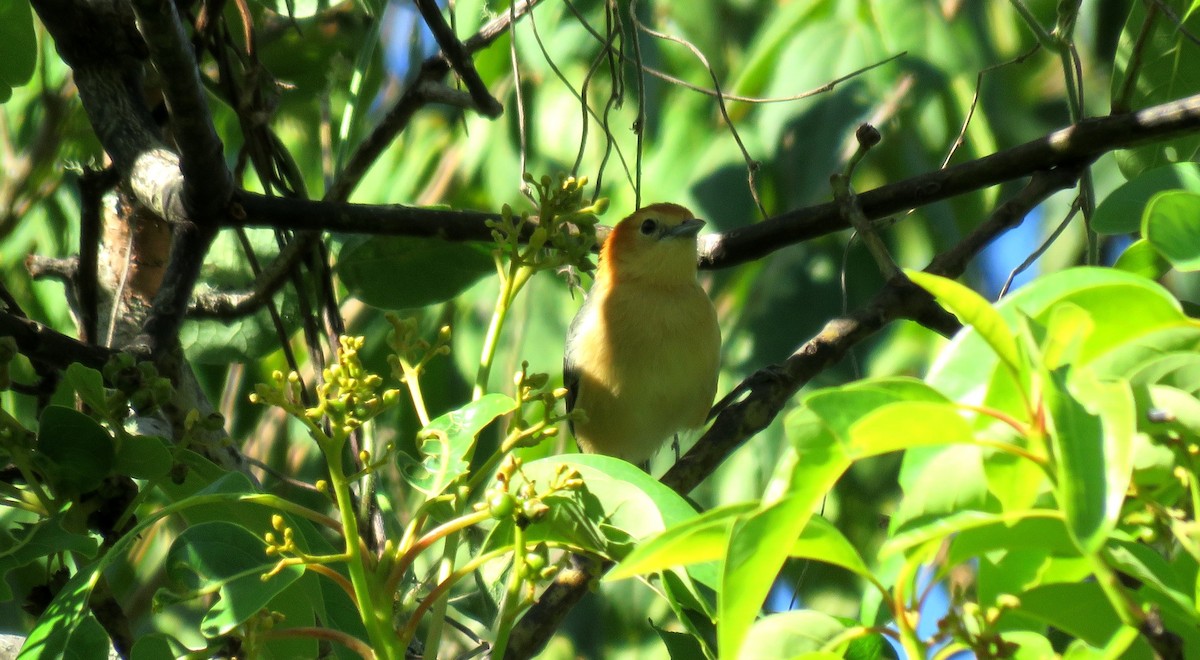 Buff-bellied Tanager - ML39108731