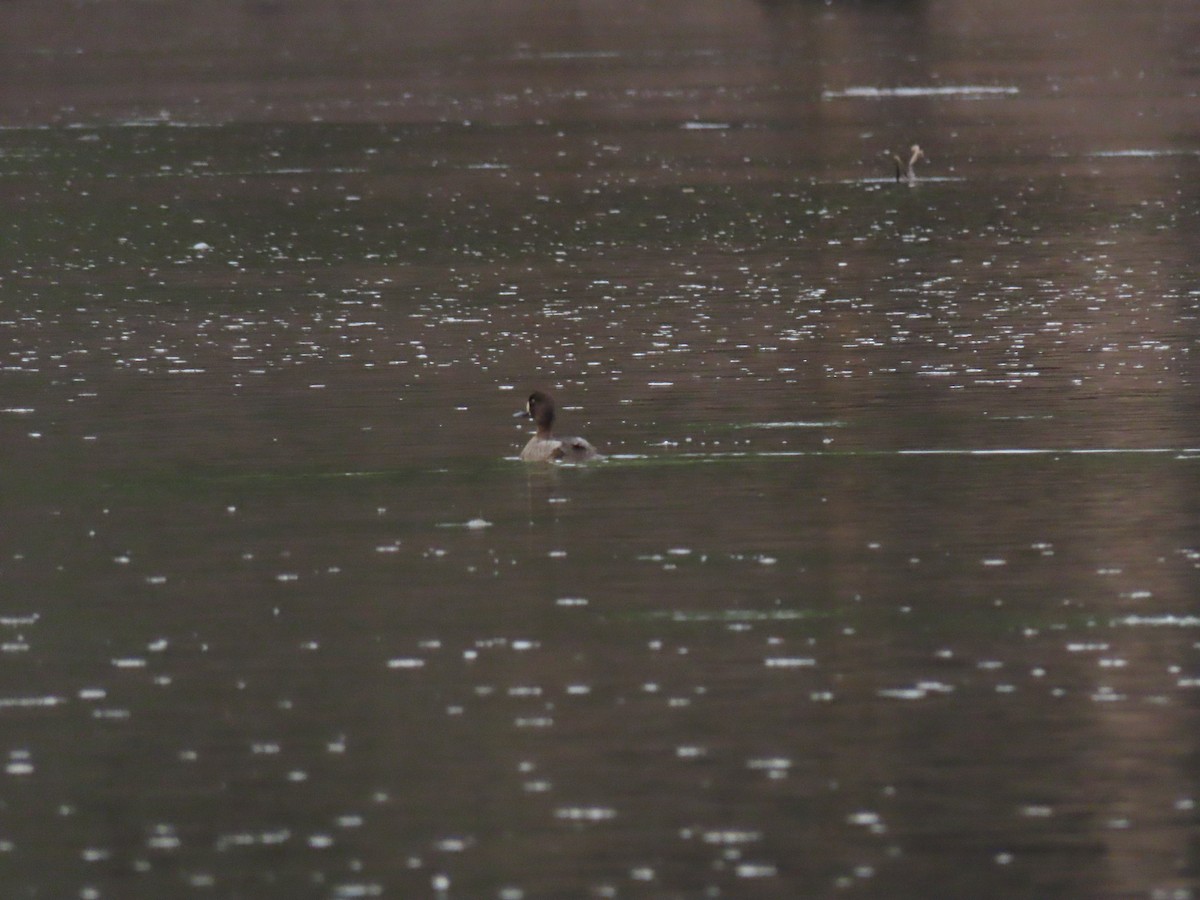 Lesser Scaup - ML391088111