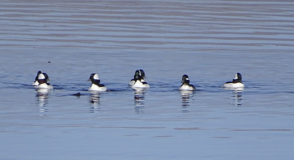 Bufflehead - ML39108821