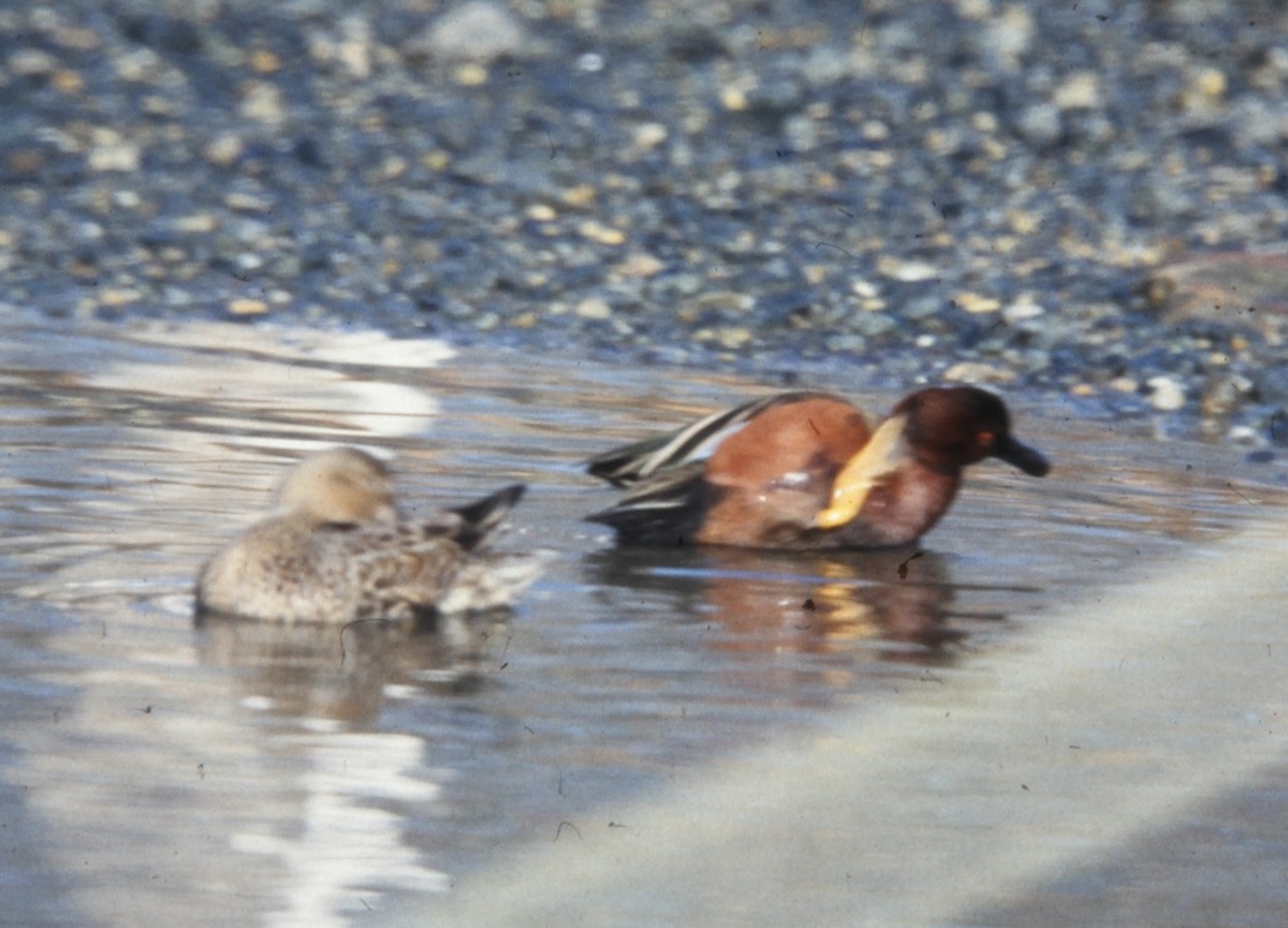 Cinnamon Teal - ML391088221