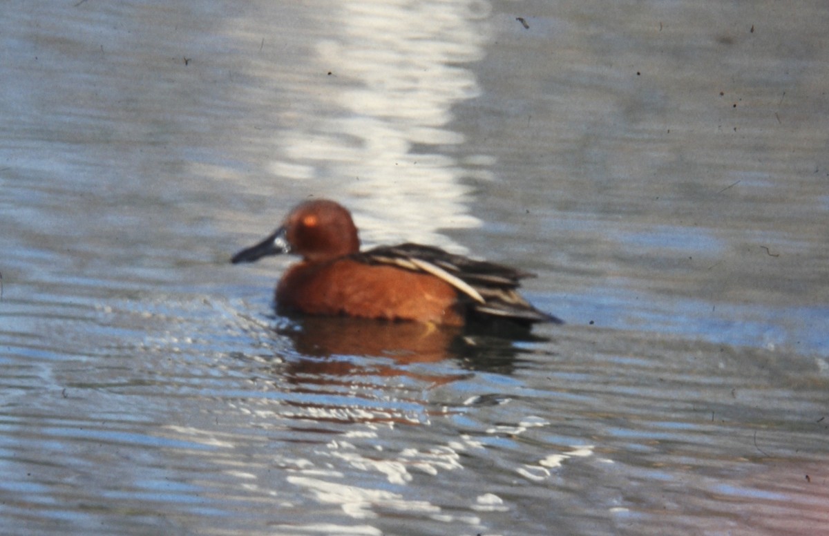 Cinnamon Teal - ML391088241