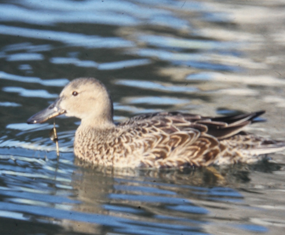 Cinnamon Teal - ML391088251