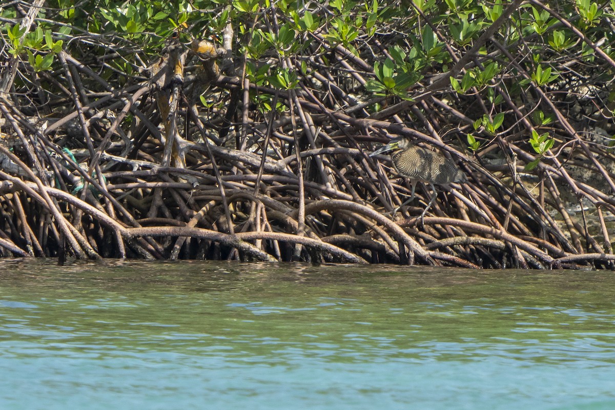 Bare-throated Tiger-Heron - ML391088481
