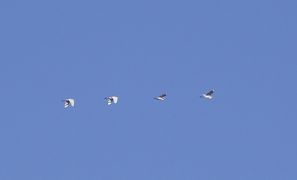 Great Egret - ML39108941