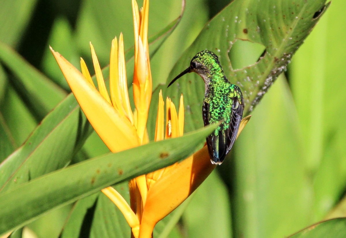 Fork-tailed Woodnymph - ML391089491