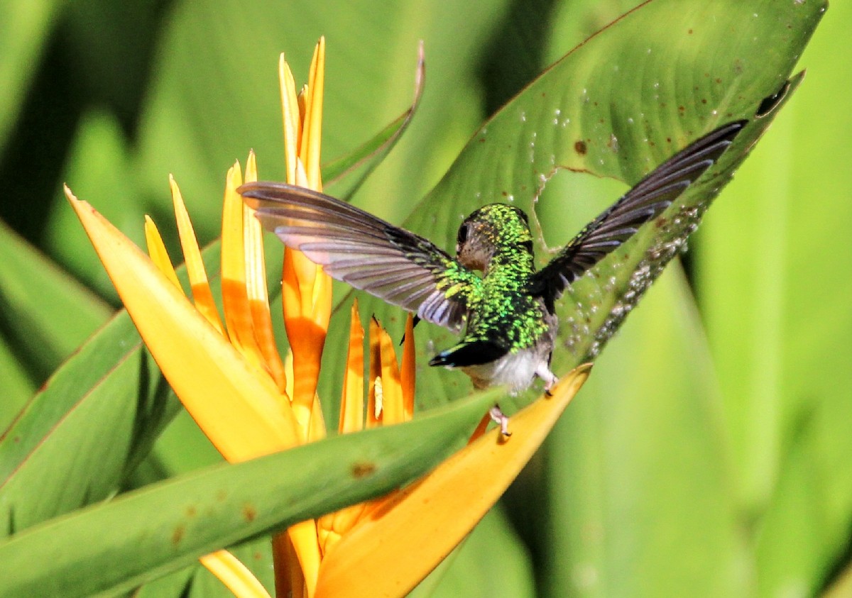 Fork-tailed Woodnymph - Paulo Valadao