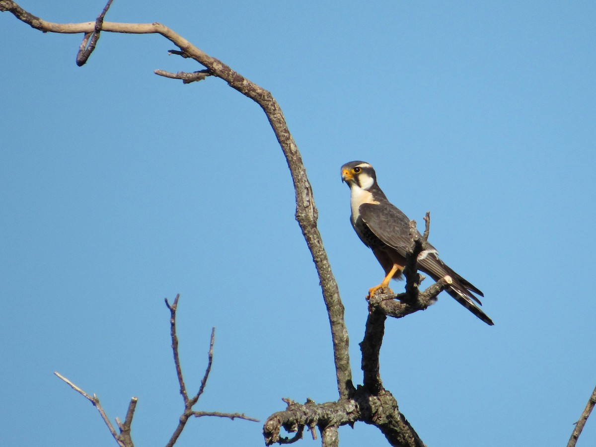 Aplomado Falcon - ML391090351