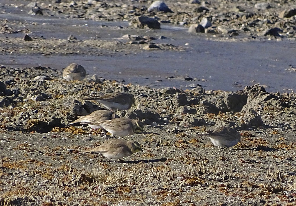 Horned Lark - ML39109061