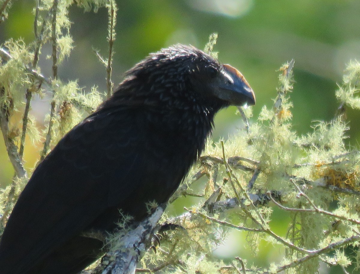 Smooth-billed/Groove-billed Ani - ML39109151