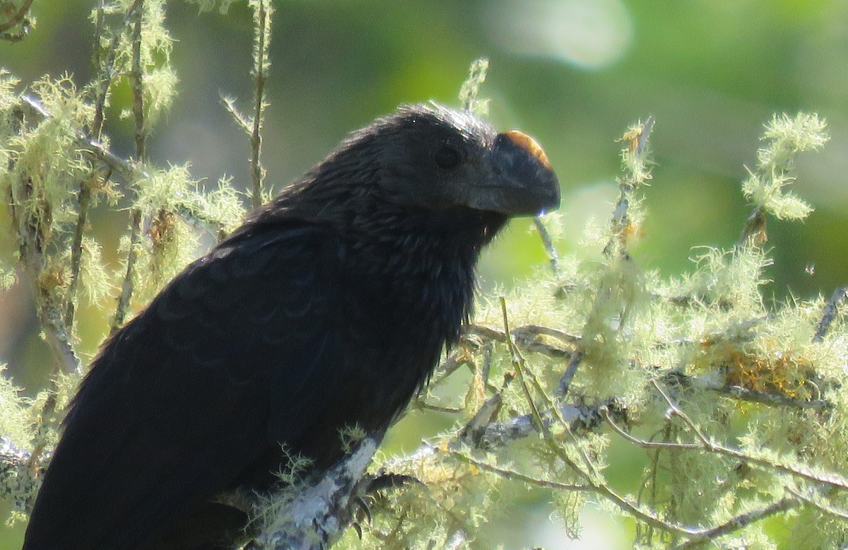 Smooth-billed/Groove-billed Ani - ML39109211