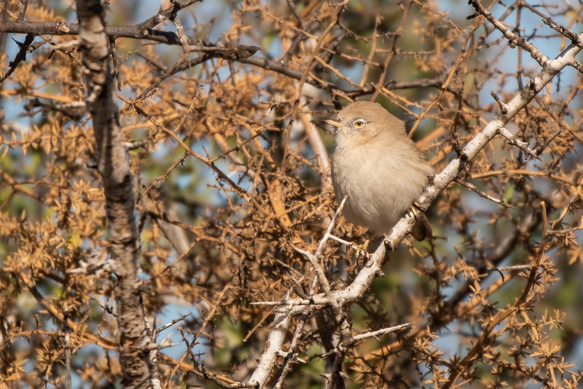 Asian Desert Warbler - ML391092161