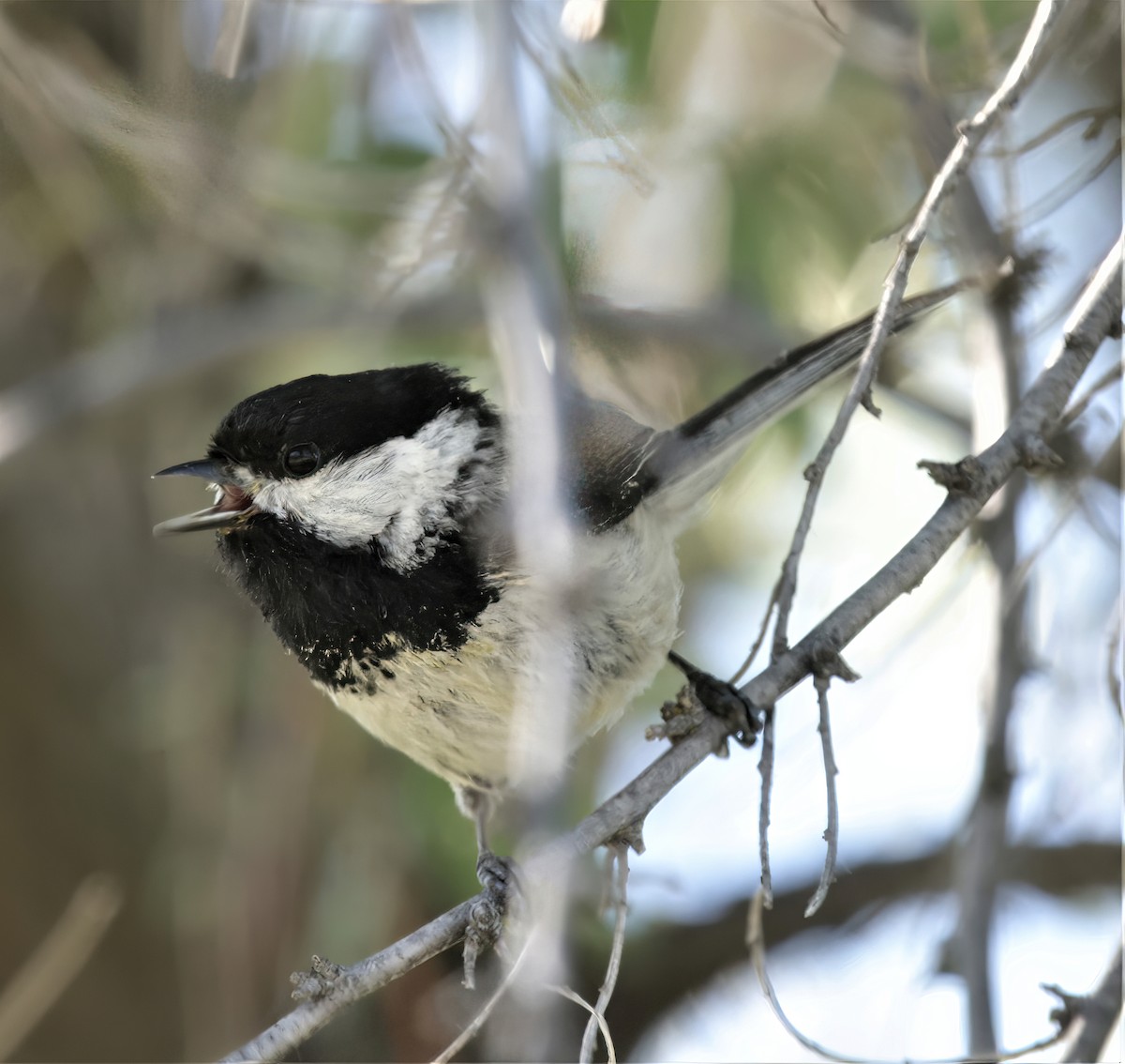 Black-capped Chickadee - ML391092301