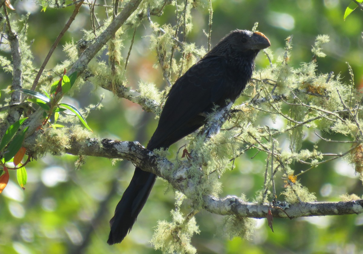 Smooth-billed/Groove-billed Ani - Fernando Angulo - CORBIDI