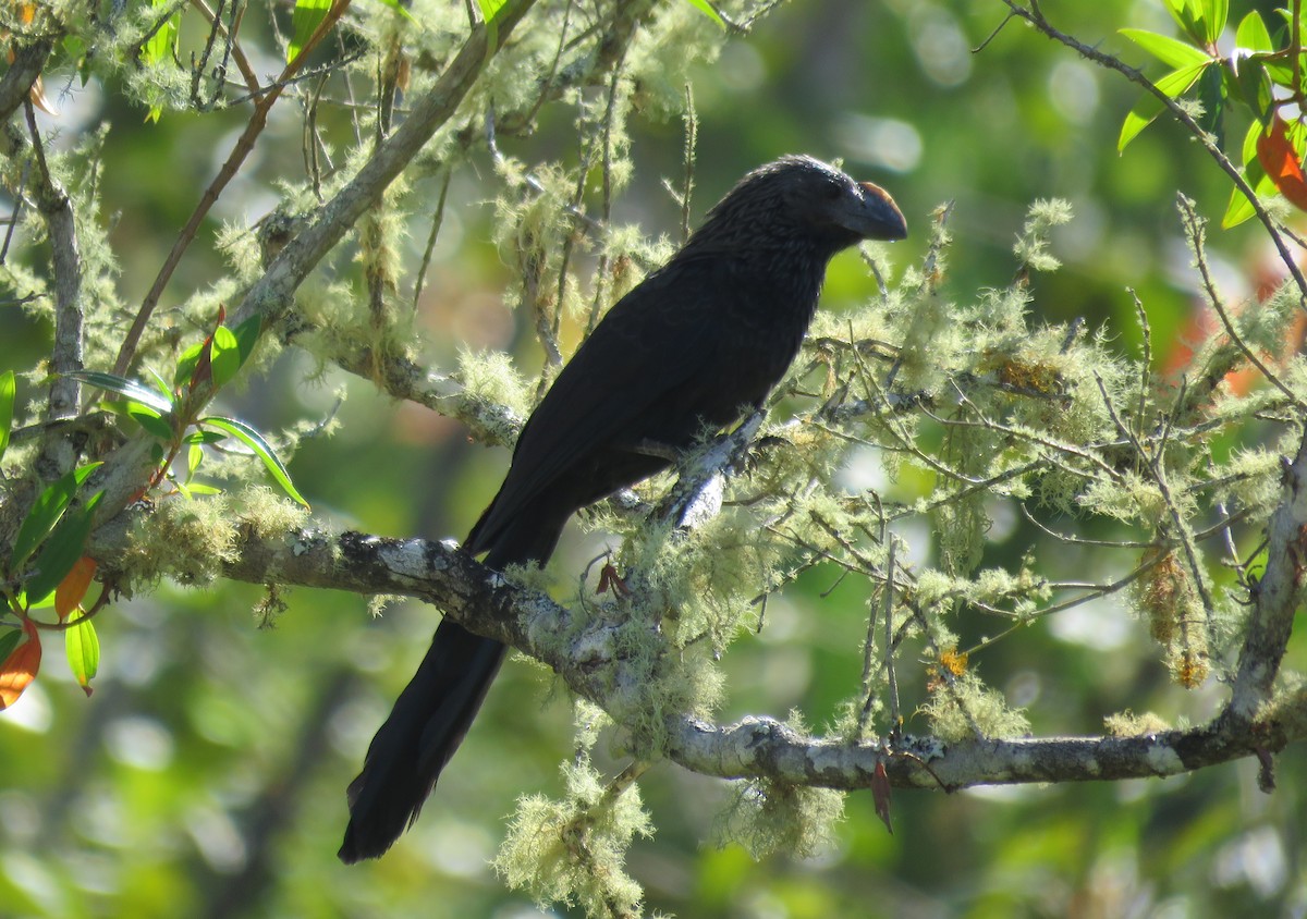 Smooth-billed/Groove-billed Ani - ML39109281