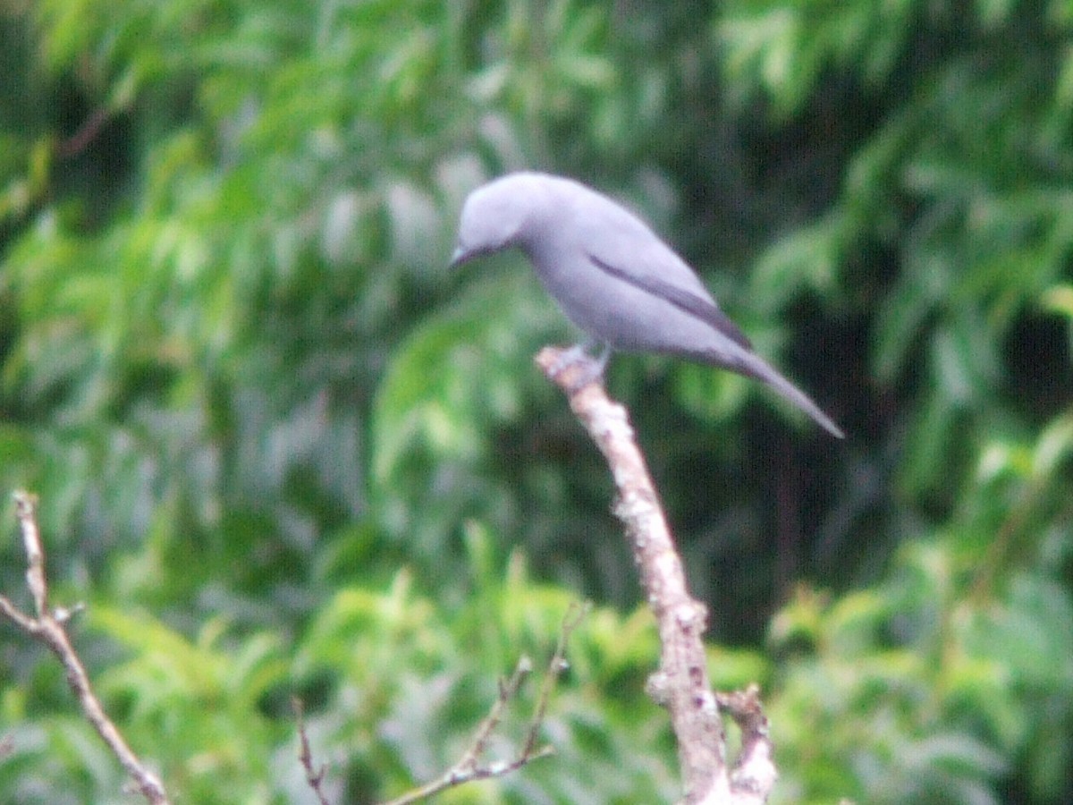 Gray Cuckooshrike - ML391093201