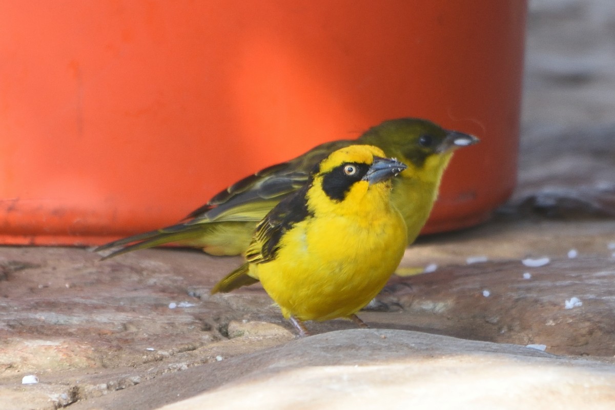 Baglafecht Weaver - Richard Guillet